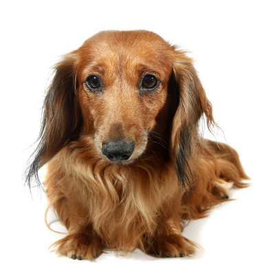 狗长毛腊肠犬宠物