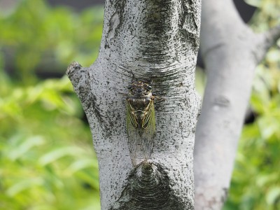 蝉