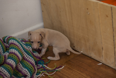 意大利灵缇犬Puppie