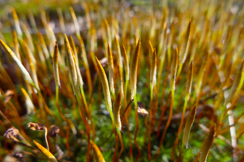 苔藓Polytrichum公社