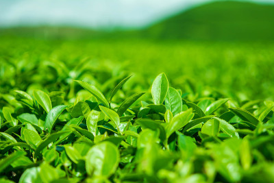 绿茶的农场