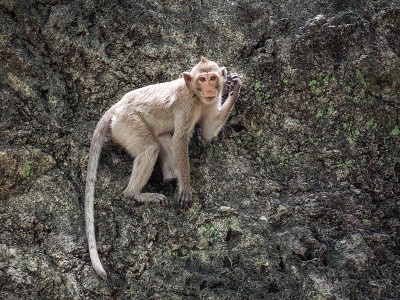 猴子很可爱
