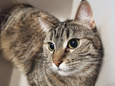 一只猫从白色纸板箱的洞里往外看