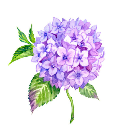紫色绣球，繁茂的花序，茎和叶，水彩画插图