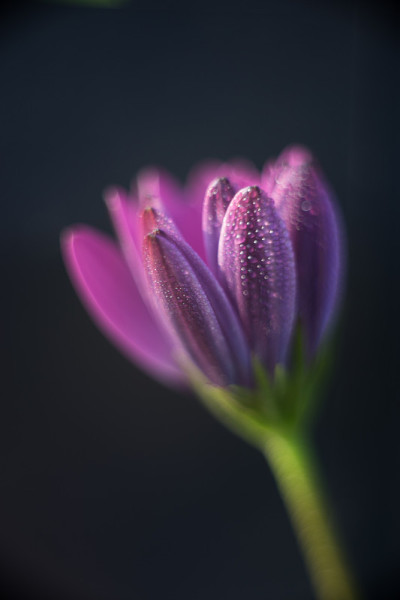 雏菊花