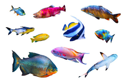 Fish collection isolated on white