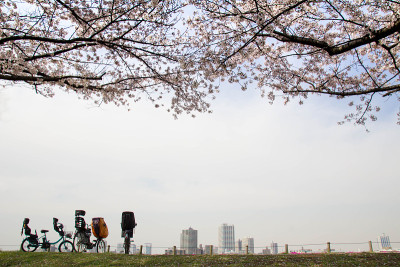 樱花和都市风光盛开