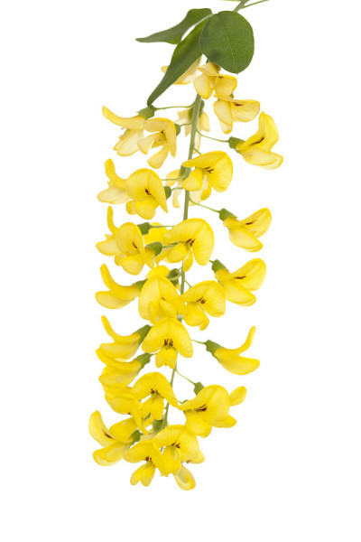 金链花