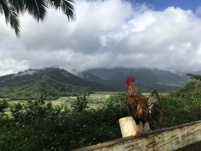 雨中俯瞰哈纳雷山谷的山顶公鸡，夏威夷考艾岛。
