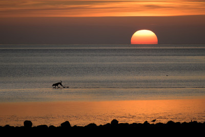 快乐狗的剪影是在夕阳下奔跑的德国北海瓦登海，复制空间