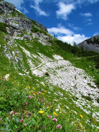 五颜六色的高山草甸与黄色和粉红色的花和一个高山景观与碎石后面的朱利安阿尔卑斯和特里格拉夫国家公园，斯
