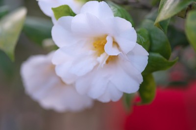 公园里的茶花展览