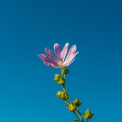 锦葵花