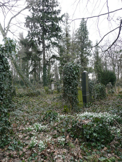 雪花莲和常春藤杂草丛生的墓地与方尖碑墓碑