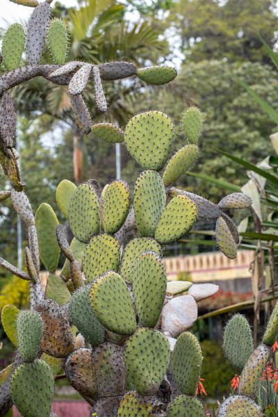 Opuntia ficus-indica