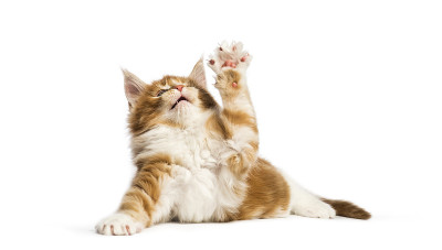 缅因猫，8周大，在白色背景前伸出手