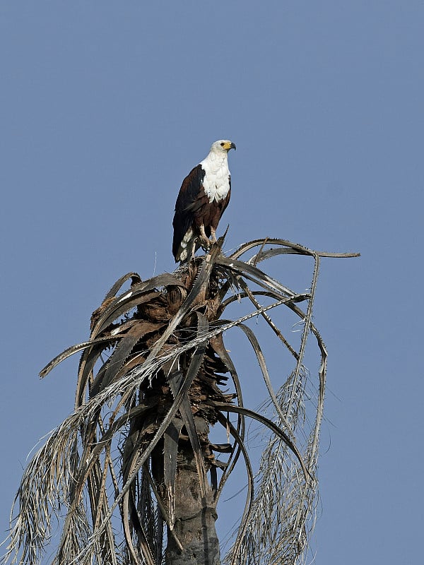 非洲鱼鹰(Haliaeetus vocifer)