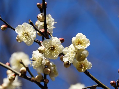 李子blossom2