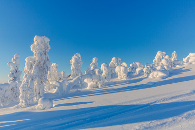 冬天的风景。雪覆盖着冷杉树作为背景。芬兰拉普兰