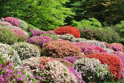 佐贺公园里的杜鹃花