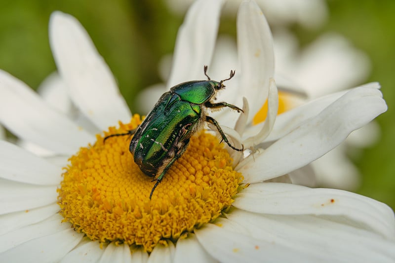 Bug。一只犀牛甲虫爬过一朵花。特写镜头。