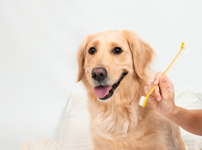 白色金毛猎犬准备清洁牙齿在白色的背景