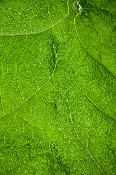 Gunnera manicata叶