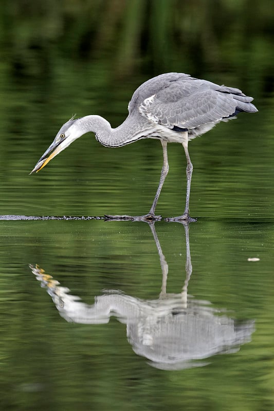 苍鹭，Ardea cinerea