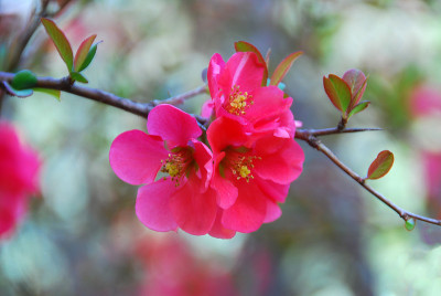 日本榅桲枝开花