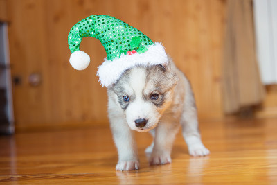 小狗西伯利亚雪橇犬。小狗戴着圣诞帽。