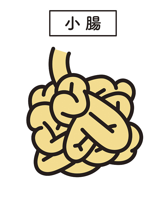 小肠图解