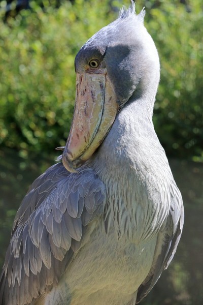 Shoebill (whale-headed鹳)