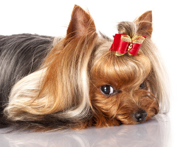 约克郡犬