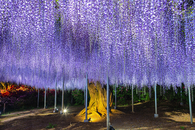 紫藤花架亮了起来