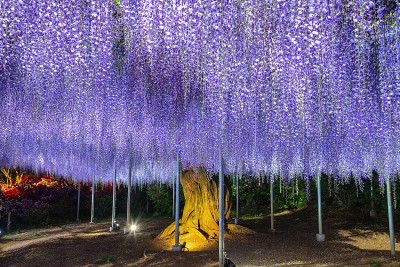 紫藤花架亮了起来