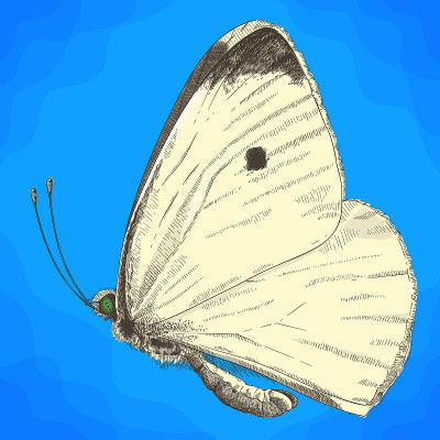 小白菜白蝴蝶雕刻插图