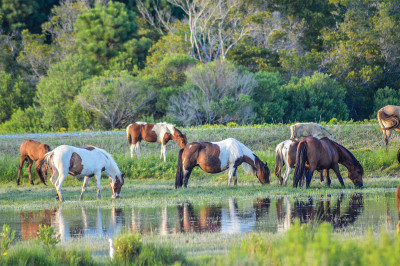 Chincoteague / Assateague岛野马