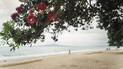 远处的兰吉托岛(Rangitoto Island)，奥克兰米尔福德海滩(Milford Beach)