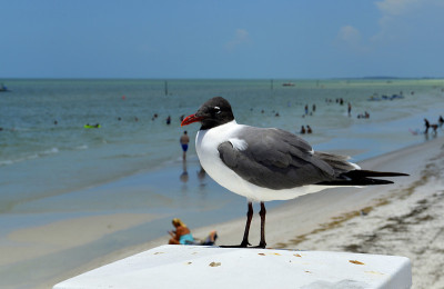 Gull-billed燕鸥