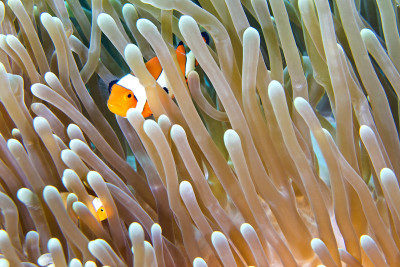 印度尼西亚北苏拉威西，西小丑鱼，Lembeh，北苏拉威西