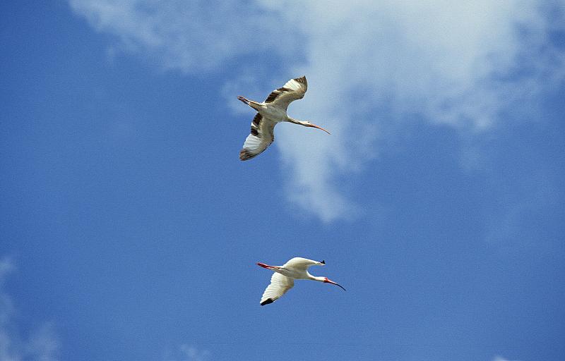 White Ibis, eudocimus albus, Adults in Flight agai