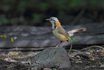 小民族Laughingthrush