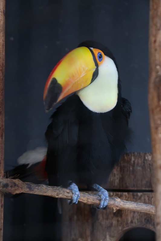 巨嘴鸟(Ramphastos Toco)