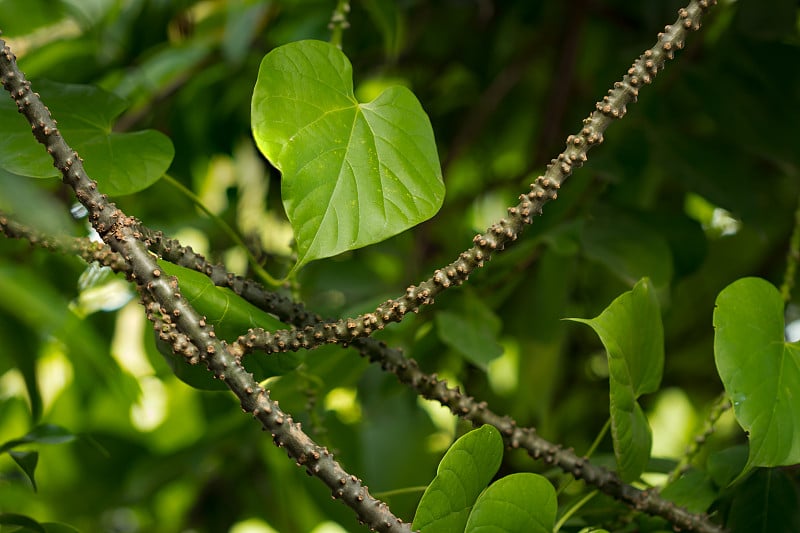 心叶月莲子健康药草，Tinospora cordifolia(野生)。,防己科