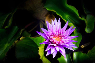 莲花