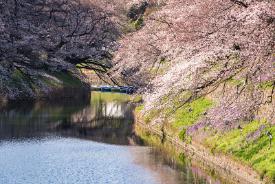 樱花