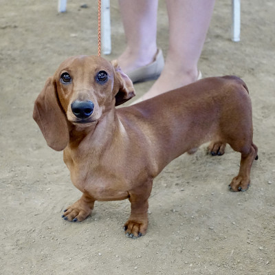 长着大眼睛的腊肠犬
