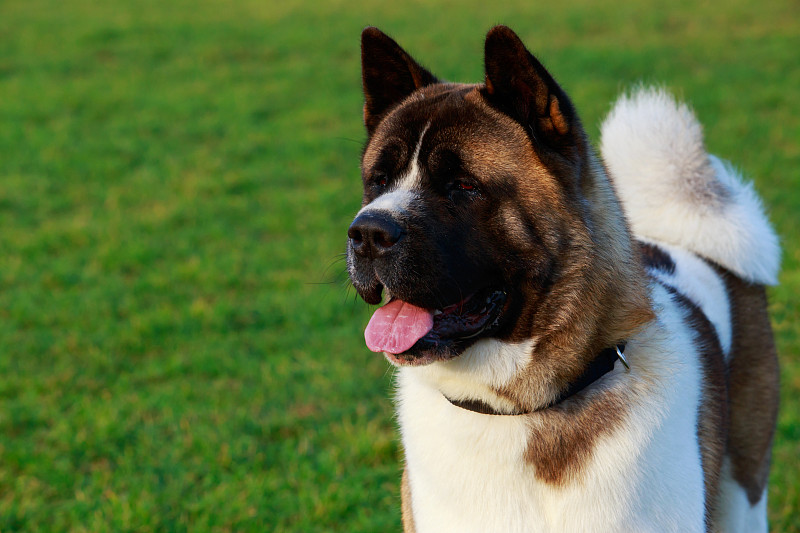 犬种美国秋田犬