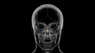 人体骨骼犁骨解剖学3D