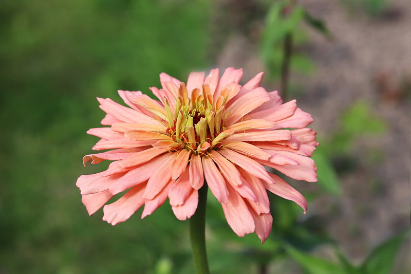 大丽花在花园里